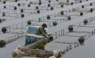 海參分級機(jī) 海參按照重量大小等級分組稱重分選