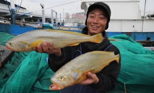 大黃魚分揀機(jī) 大黃魚分選機(jī)  大黃魚自動稱重分揀機(jī) 大黃魚自動稱重分選機(jī) 