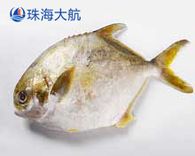 金鯧魚分選,自動分揀分級設(shè)備,機(jī)械化助力鯧魚產(chǎn)業(yè)升級